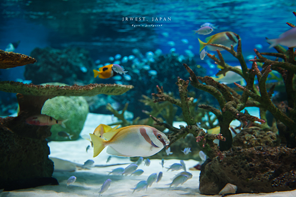 Aqua Live 海生館.png