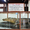 鬼山地獄 鱷魚.png