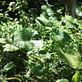 大嵙崁地質公園 介紹.png