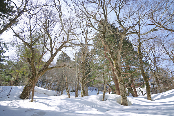 鳥取大山健行.png