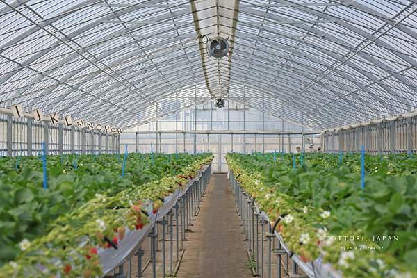 鳥取草莓 Re-tori Farm.png