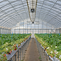 鳥取草莓 Re-tori Farm.png