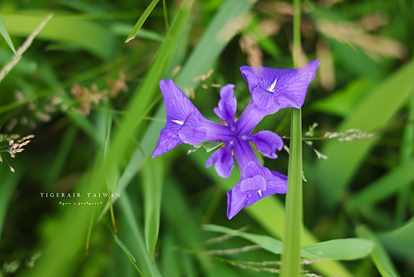 鳥取 牧谷又助池鳶尾花.png