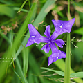鳥取 牧谷又助池鳶尾花.png