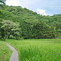 鳥取秘境 牧谷又助池鳶尾花.png