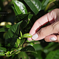 南投 親子茶園體驗.png