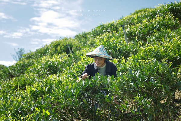 南投魚池 和菓森林.png
