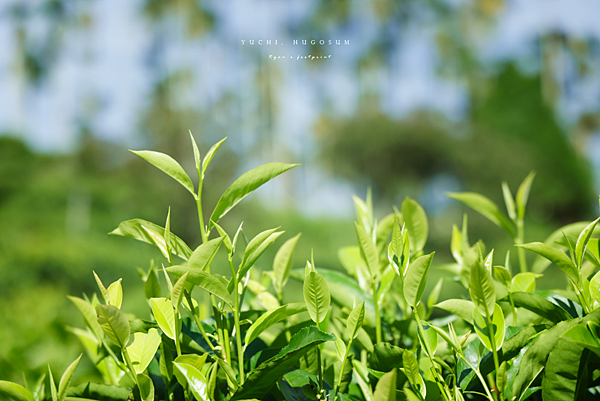 魚池景點 和菓森林.png