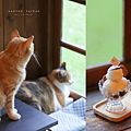 斗六 凹凸咖啡館.png