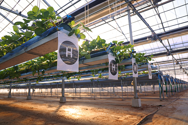 名取 ケロケロの杜草莓園.png