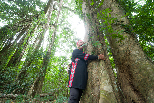 大武 千年神榕步道.png