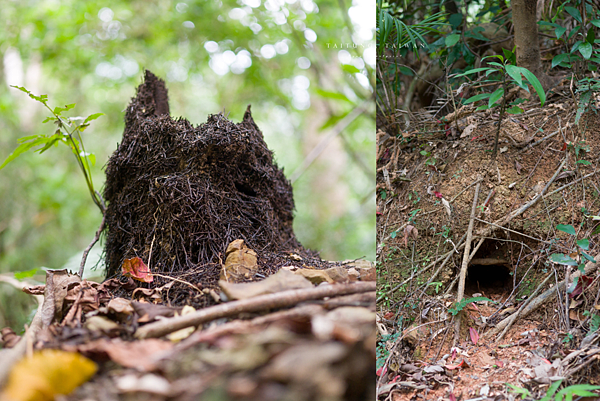 台東 千年神榕.png