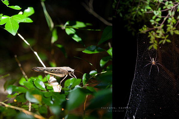 台東 夜訪豬豬山.png