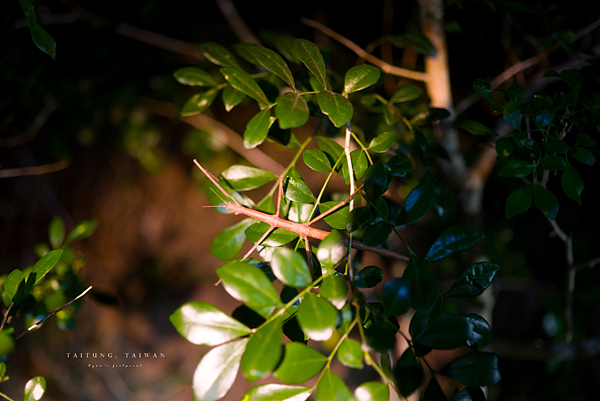 台東大武 夜訪豬豬山.png