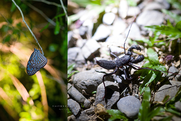 夜訪豬豬山 生態.png