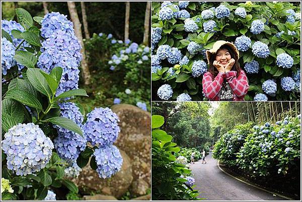 高山青農場(繡球花花季) (1).jpg