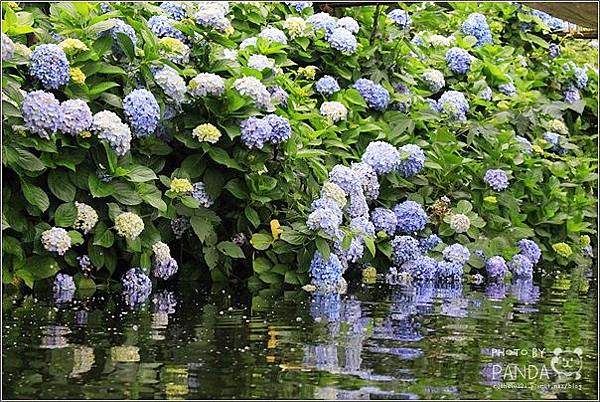 高山青農場(繡球花花季) (2).JPG