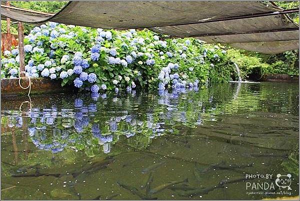 高山青農場(繡球花花季) (3).JPG