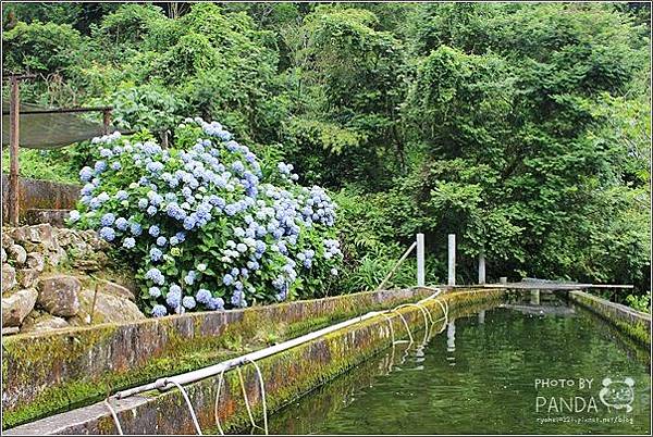 高山青農場(繡球花花季) (4).JPG