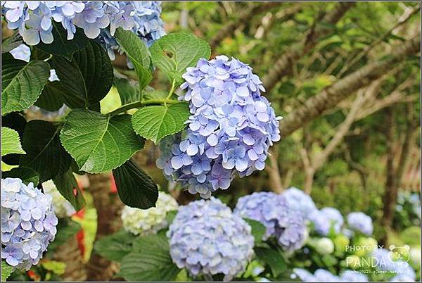 高山青農場(繡球花花季) (6).JPG