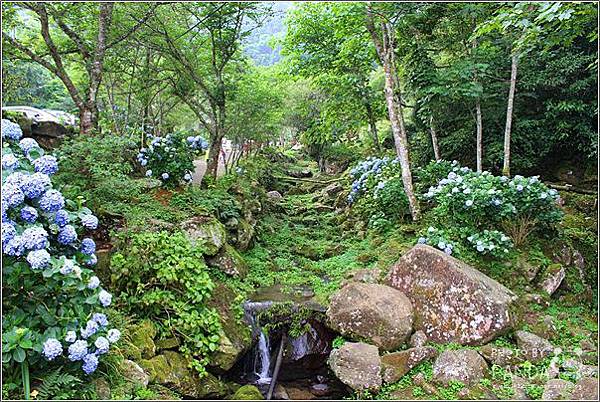 高山青農場(繡球花花季) (8).JPG