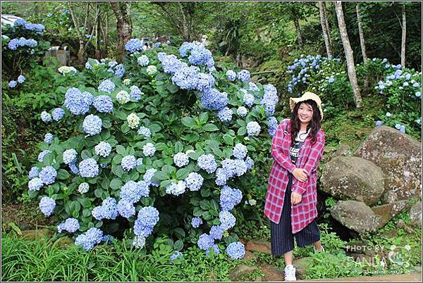 高山青農場(繡球花花季) (10).JPG