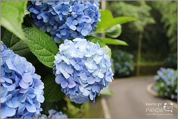 高山青農場(繡球花花季) (19).JPG