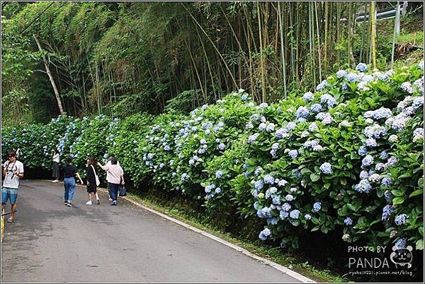 高山青農場(繡球花花季) (23).JPG