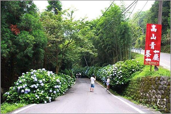 高山青農場(繡球花花季) (26).JPG