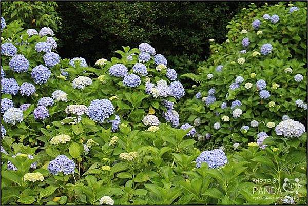 高山青農場(繡球花花季) (31).JPG