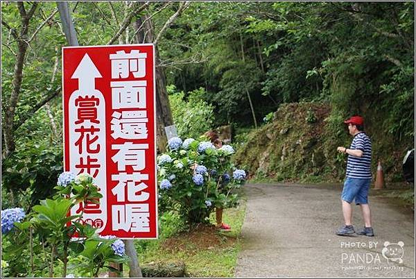 高山青農場(繡球花花季) (30).JPG