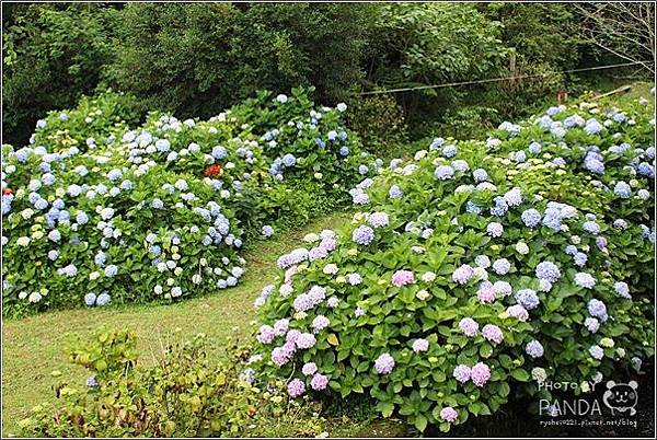 高山青農場(繡球花花季) (34).JPG