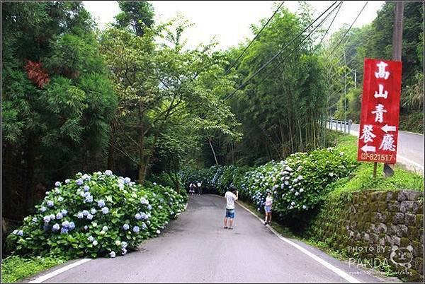 高山青農場(繡球花花季) (26)