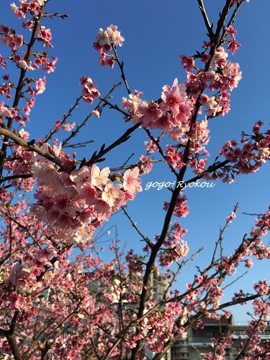 IMG_9151.jpg IMG_9151.jpg