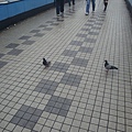 這是早上橋上的鴿子ｖｖ