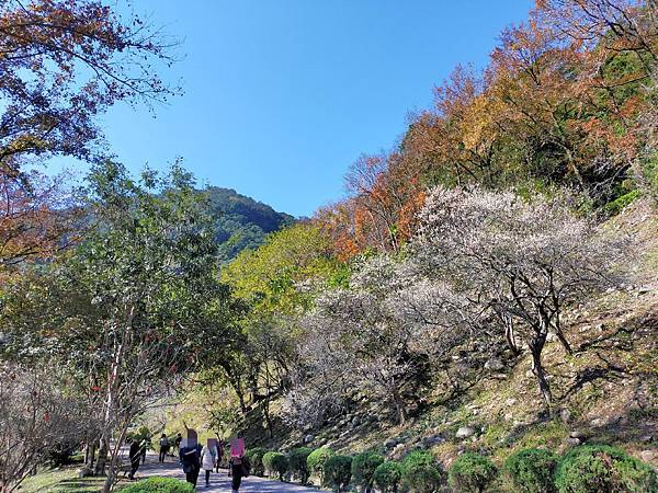 石門水庫梅園1.jpg