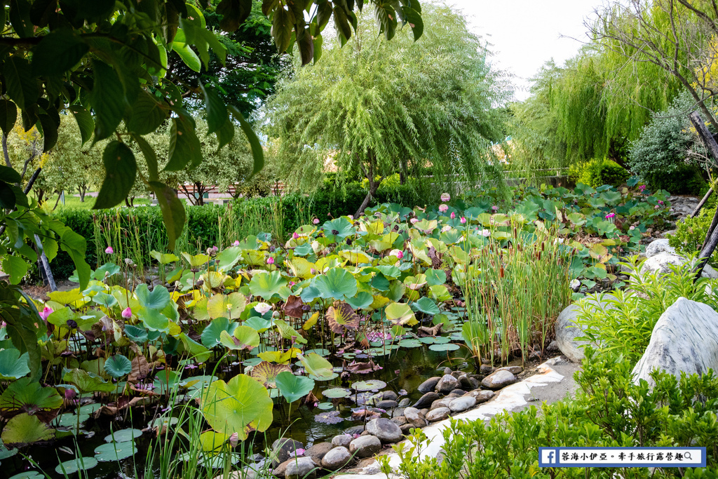 【彰化景點】秀水龍騰公園～兩尊大神龍神遊天下！荷花造景、小橋