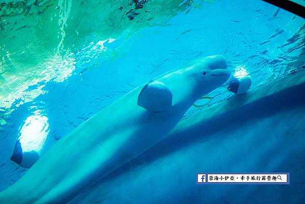 屏東墾丁住宿-夜宿海生館 (81).jpg