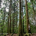 桃園景點-東眼山國家森林遊樂區 (2).jpg