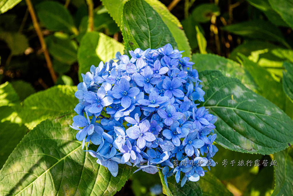 沐心泉休閒農場 繡球花