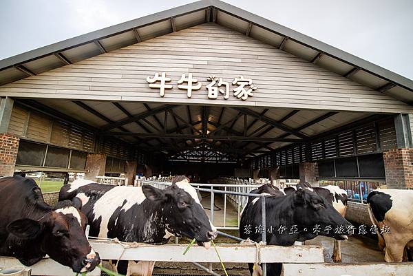 雲林-千巧谷牛樂園牧場 (31).jpg