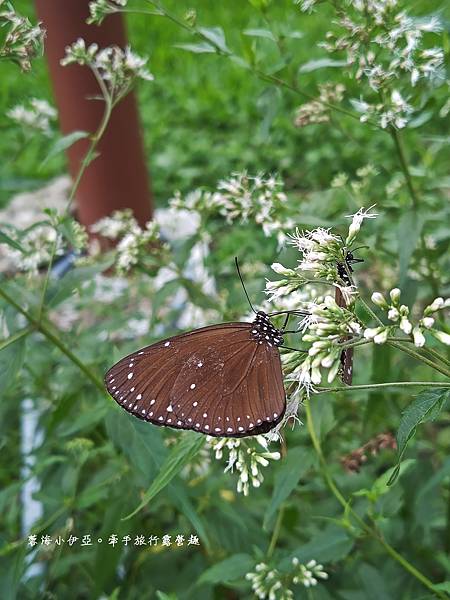 【旗艦手機推薦】SHARP AQUOS R9智慧型手機、Leica鏡頭、6.5吋FHD大螢幕，前後相機5000萬像素，高像素自拍出色