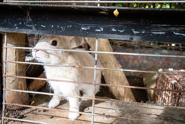 新竹景觀餐廳【松湖休閒親子莊園】網路爆紅龍貓公車綠色隧道，落羽松湖畔美景，戲水池、大草皮、賞飛機（寵物友善餐廳）