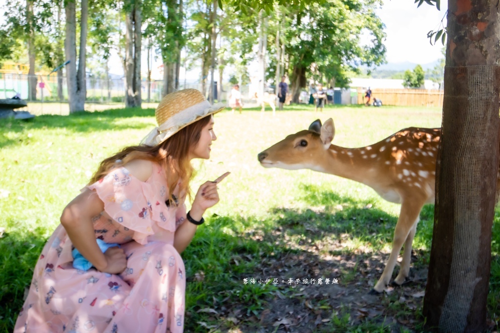 台東鹿野【鹿野梅花鹿公園】台版小奈良，門票超佛每人只要100元，餵梅花鹿玩古早味童玩