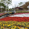 2025北投三層崎花海盛開，彩色浪花漫遊北投！8萬株花卉齊放，假日賞花去(含交通)