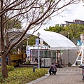 2025北投三層崎花海 (11).jpg