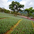 2025北投三層崎花海盛開，彩色浪花漫遊北投！8萬株花卉齊放，假日賞花去(含交通)