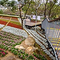 2025北投三層崎花海盛開，彩色浪花漫遊北投！8萬株花卉齊放，假日賞花去(含交通)