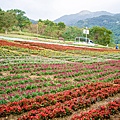 2025北投三層崎花海盛開，彩色浪花漫遊北投！8萬株花卉齊放，假日賞花去(含交通)