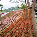 2025北投三層崎花海盛開，彩色浪花漫遊北投！8萬株花卉齊放，假日賞花去(含交通)